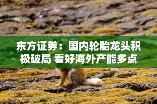 东方证券：国内轮胎龙头积极破局 看好海外产能多点布局企业