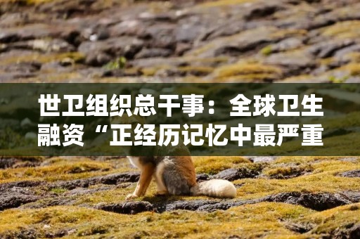世卫组织总干事：全球卫生融资“正经历记忆中最严重的动荡”