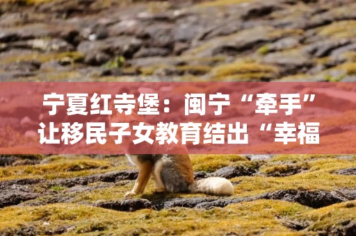 宁夏红寺堡：闽宁“牵手”让移民子女教育结出“幸福果”