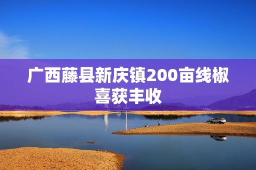 广西藤县新庆镇200亩线椒喜获丰收