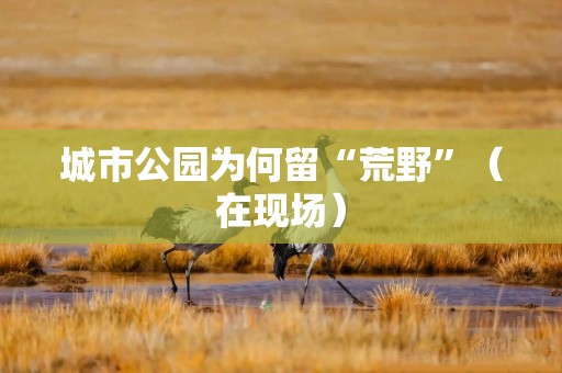 城市公园为何留“荒野”（在现场）