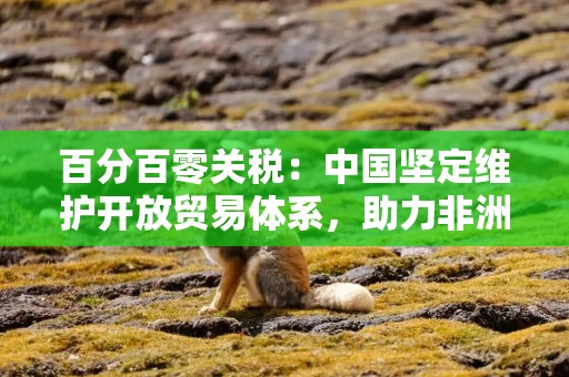 百分百零关税：中国坚定维护开放贸易体系，助力非洲走出“边缘”