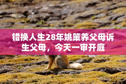 错换人生28年姚策养父母诉生父母，今天一审开庭
