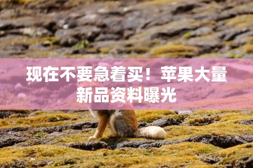 现在不要急着买！苹果大量新品资料曝光
