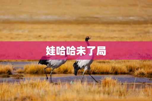 娃哈哈未了局
