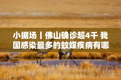 小据场丨佛山确诊超4千 我国感染最多的蚊媒疾病有哪些？