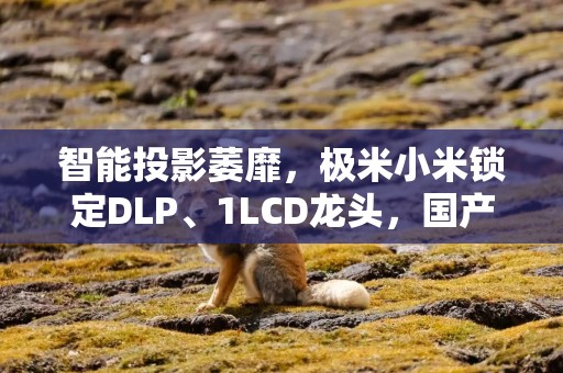 智能投影萎靡，极米小米锁定DLP、1LCD龙头，国产LCoS待起势