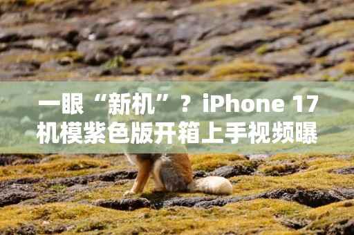 一眼“新机”？iPhone 17机模紫色版开箱上手视频曝光