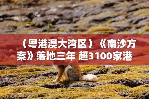 （粤港澳大湾区）《南沙方案》落地三年 超3100家港澳企业共享发展机遇