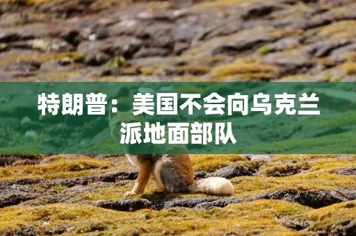 特朗普：美国不会向乌克兰派地面部队
