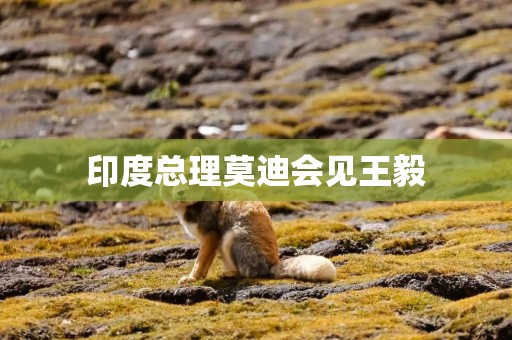 印度总理莫迪会见王毅