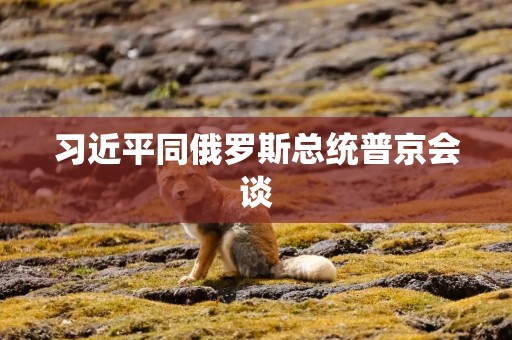 习近平同俄罗斯总统普京会谈