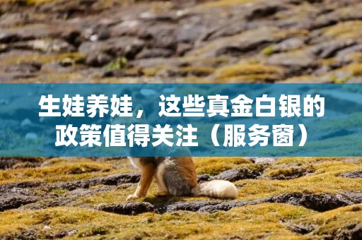 生娃养娃，这些真金白银的政策值得关注（服务窗）