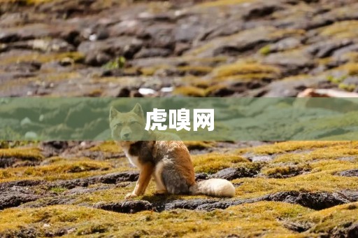 虎嗅网