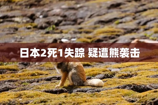 日本2死1失踪 疑遭熊袭击