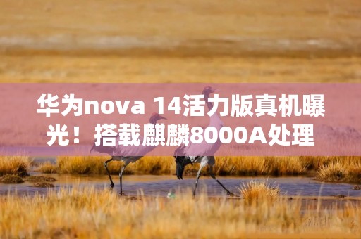 华为nova 14活力版真机曝光！搭载麒麟8000A处理器