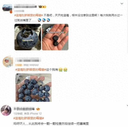 “浆果之王”有霉菌？吃前记得给它掏“耳朵”