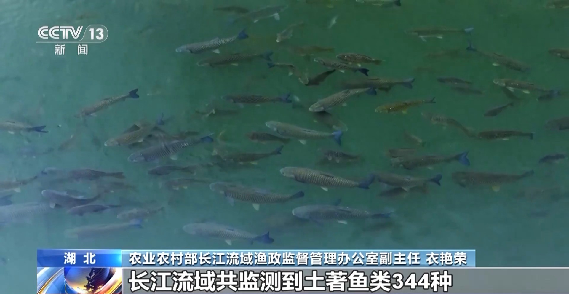 农业农村部：长江禁渔取得阶段性成效 水生生物多样性持续恢复
