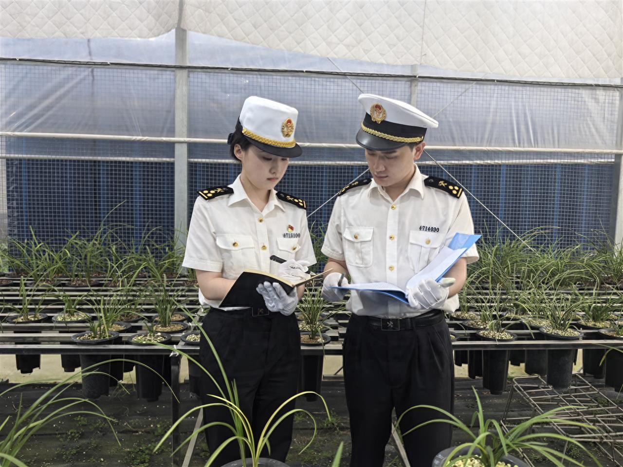 湖北兰花出口实现“零的突破”，随州蕙兰绽放海外