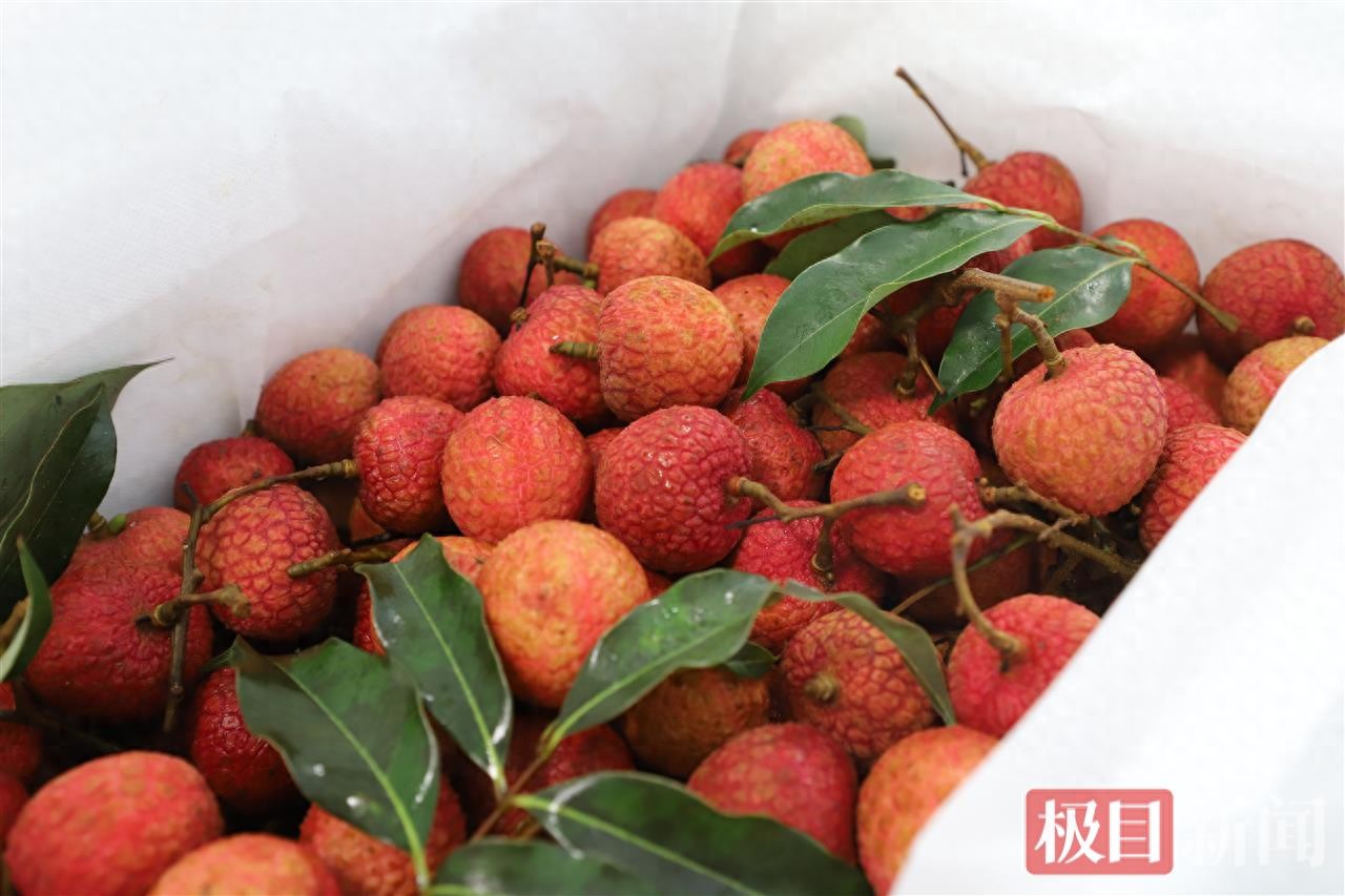 花湖国际机场开通4条“荔枝航线”，每日200万颗鲜果飞全国